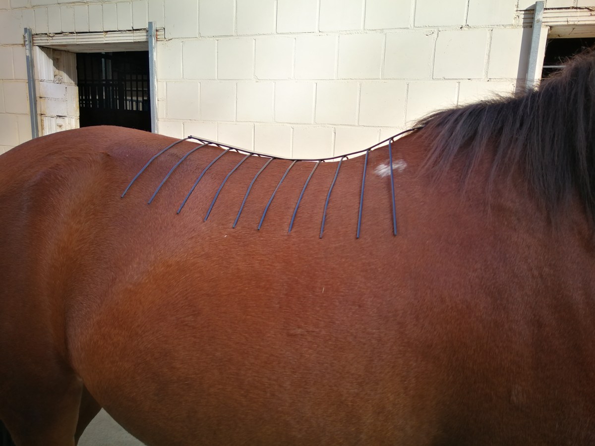 Sattel für Keks gefunden 21.10. bis&nbsp;31.10.2019