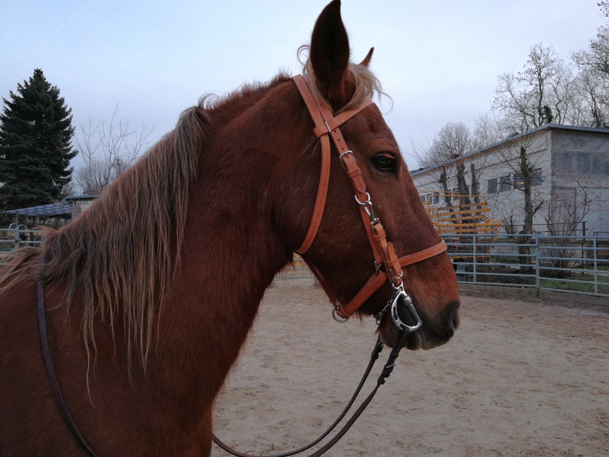 Geplante Wanderreittour mit Keks und Krümel ca. 2000km von Sizilien nach Leipzig (28.01.2019 –&nbsp;15.02.2019)