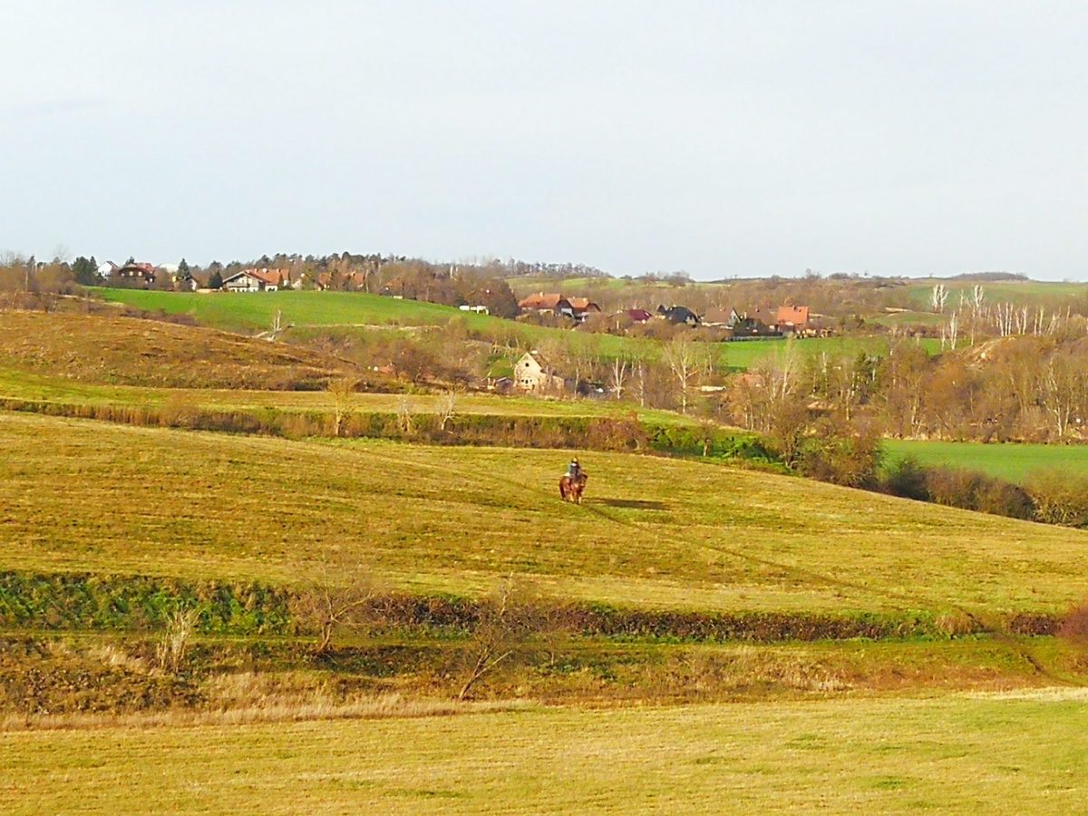 Keks und Krümel, die etwas andere Art zu reiten. Pferde sind wie Kleinkinder. 01.03.2020 bis&nbsp;14.03.2020