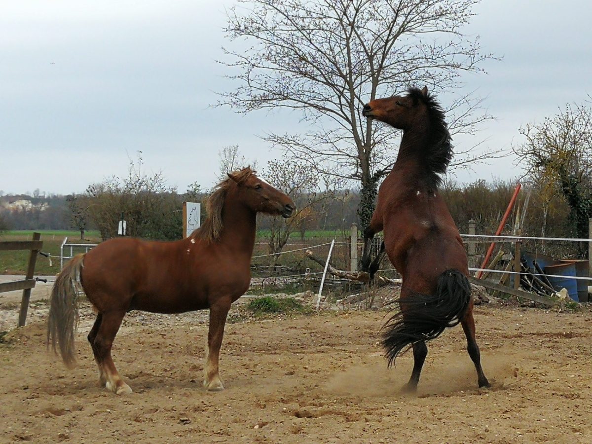 Pferde sind Fluchttiere, wer wußte das bisher nicht? 11.05.2020 bis&nbsp;30.05.2020