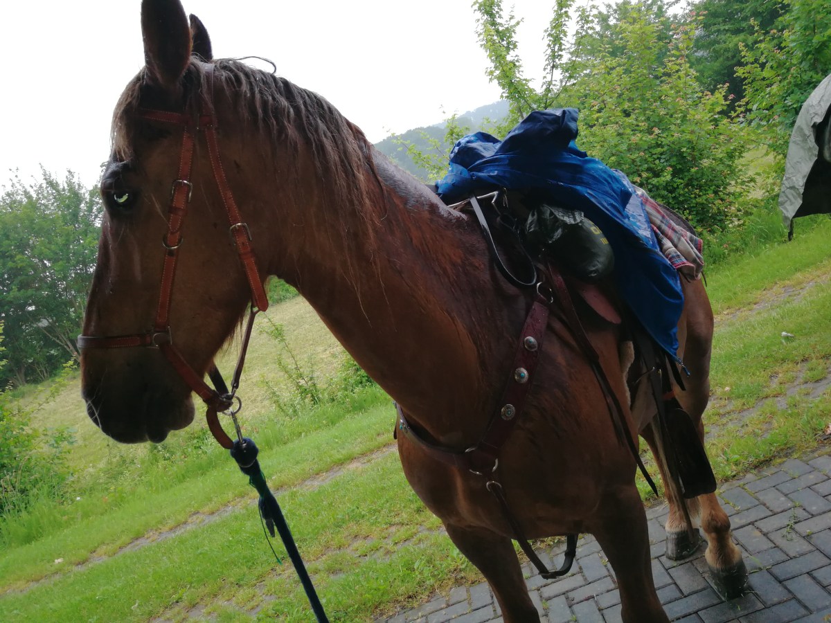 Von Drommershausen nach Hadamar 12.06.2019, ein Ritt mit&nbsp;Umwegen