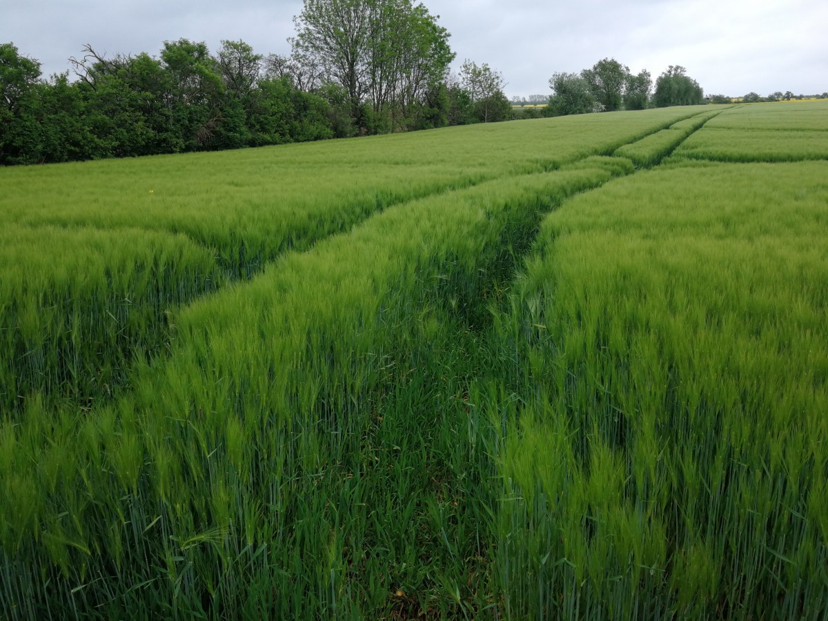 Von Apolda über Döbritsch nach Hetchburg in Thüringen (ca.33,5 km)&nbsp;22.05.2019