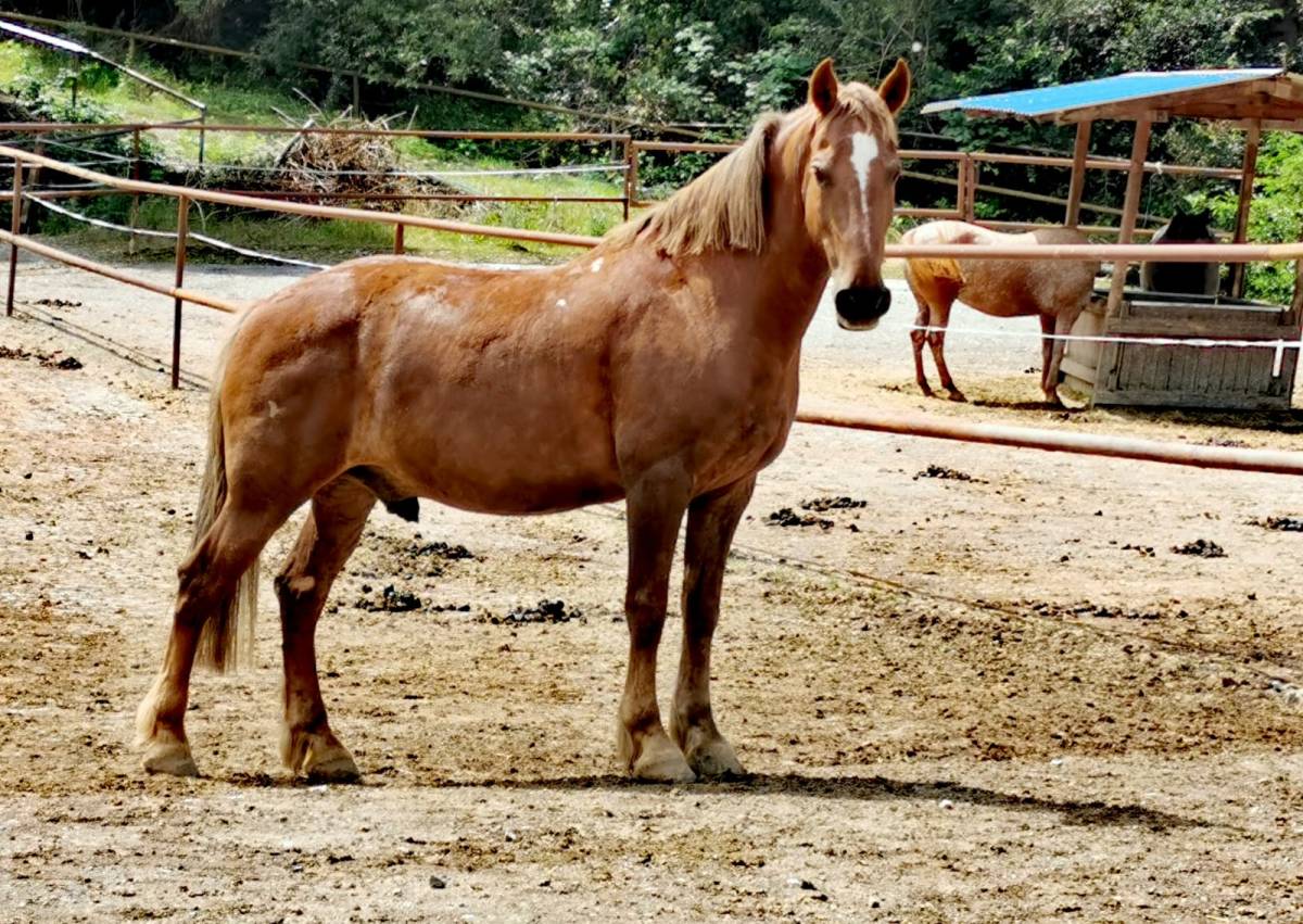 Pferdeanhänger fahren. Übung für den Fahrer und den Pferden 27.06.2020 bis&nbsp;13.07.2020