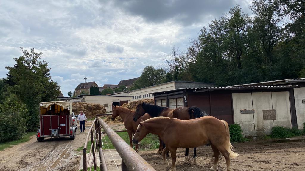 Zurück zum Heimatstall.&nbsp;22.08.2020
