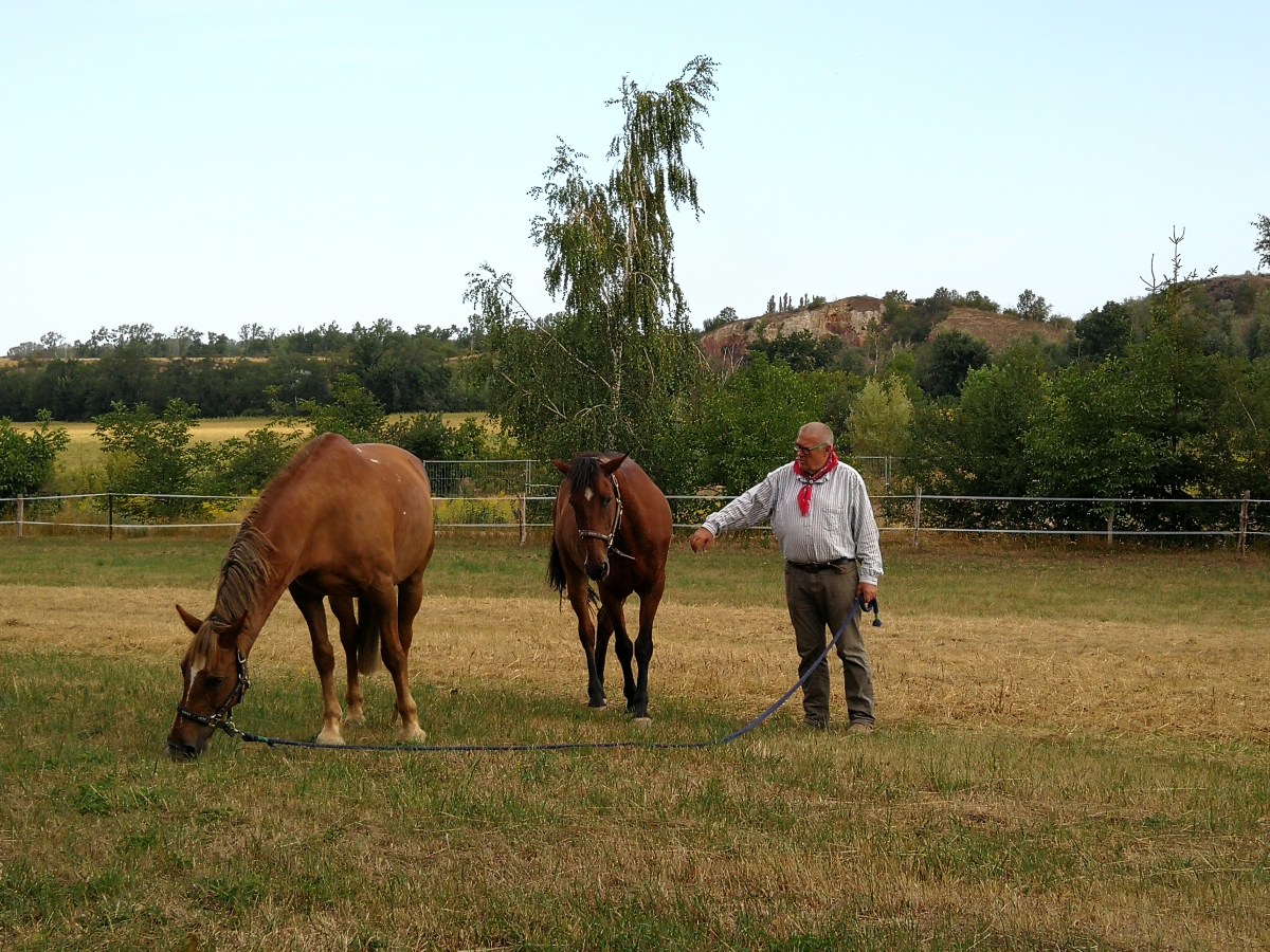 Keks und Krümel, der Heilungsprozess schreitet voran 23.7.2019 bis&nbsp;14.08.2019