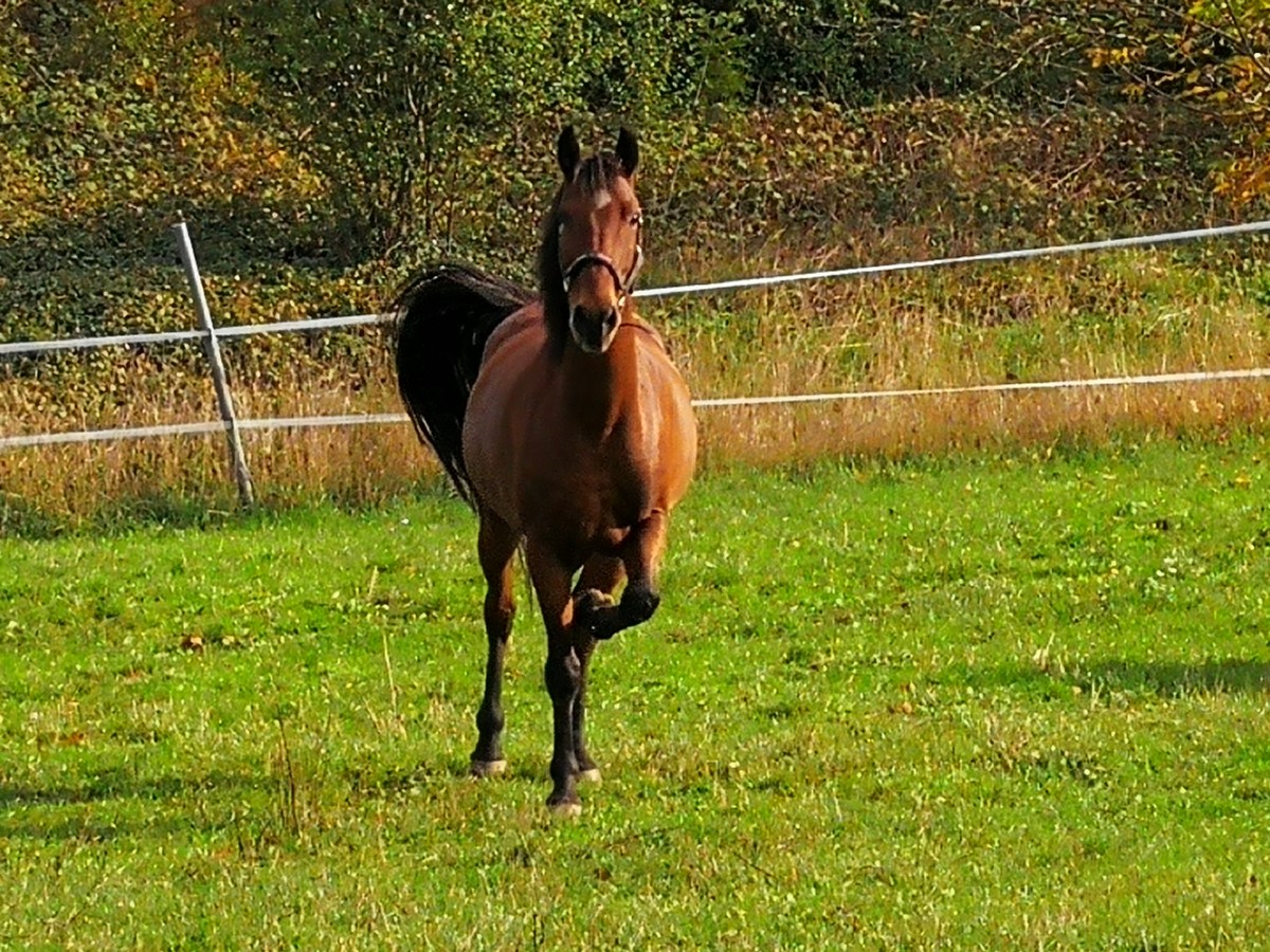 Keks und Krümel, stetiges lernen 1.11.2019 bis&nbsp;15.11.2019