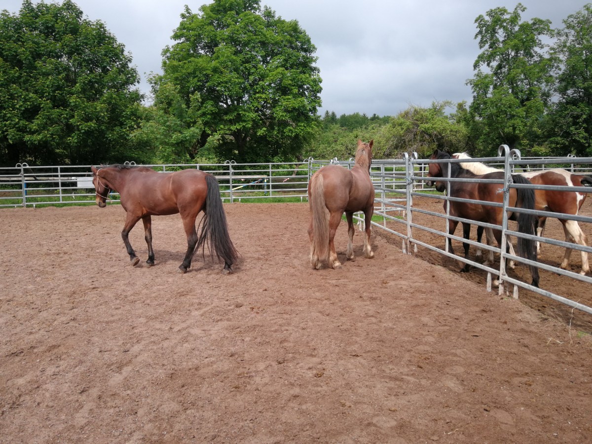 Reit und Ferienpark Dörrensolz&nbsp;29.05.2019