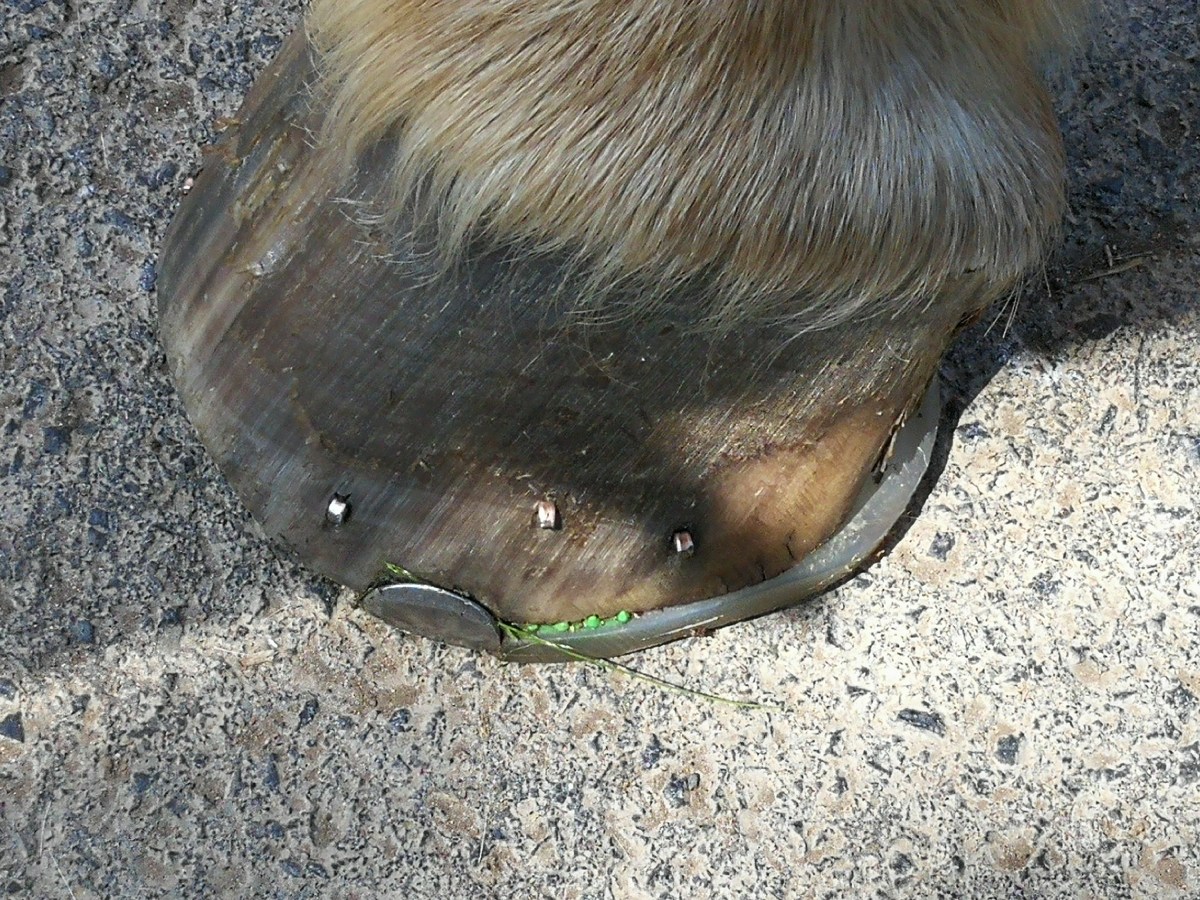 Welcher Beschlag ist der Beste?&nbsp;25.06.2019