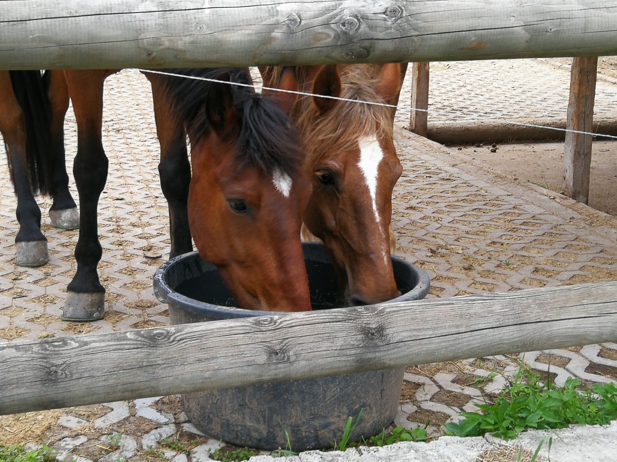 Von Suhl Stonefield Ranch nach Christes zur Greenland Ranch 27.05.2019 ca. 22&nbsp;km