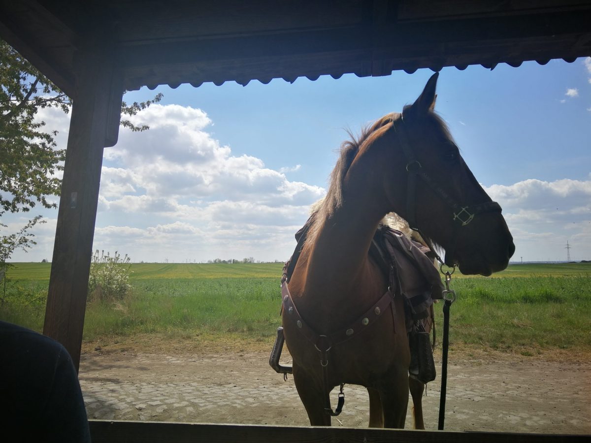 Entspanntes ausreiten mit Keks und Krümel. 11.04.2020 bis&nbsp;27.04.2020