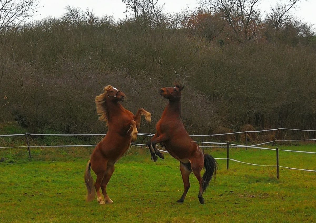 Welch Freude. Keks und Krümel kennen uns noch. 4.01.2020 bis&nbsp;12.01.2020