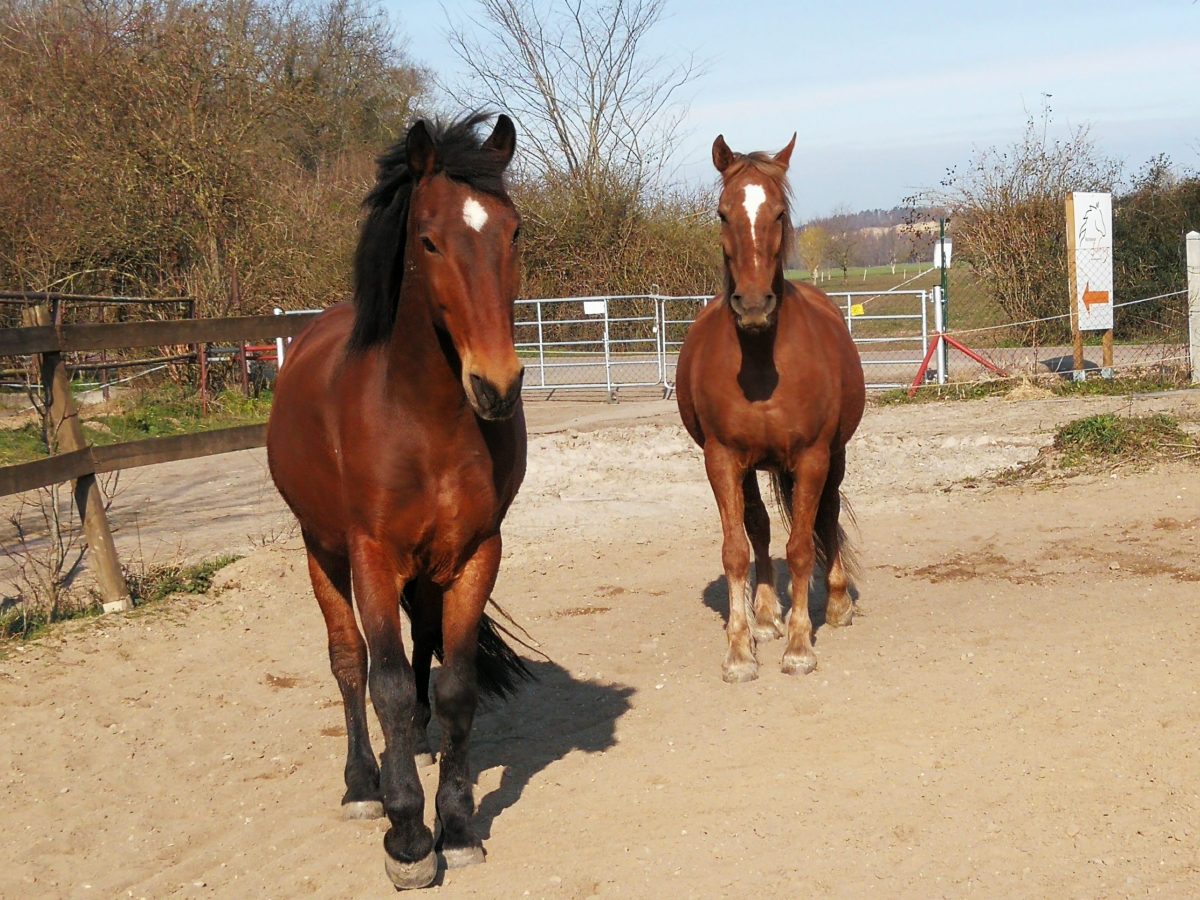 Keks und Krümel, die etwas andere Art zu reiten. 26.03.2020 –&nbsp;10.04.2020