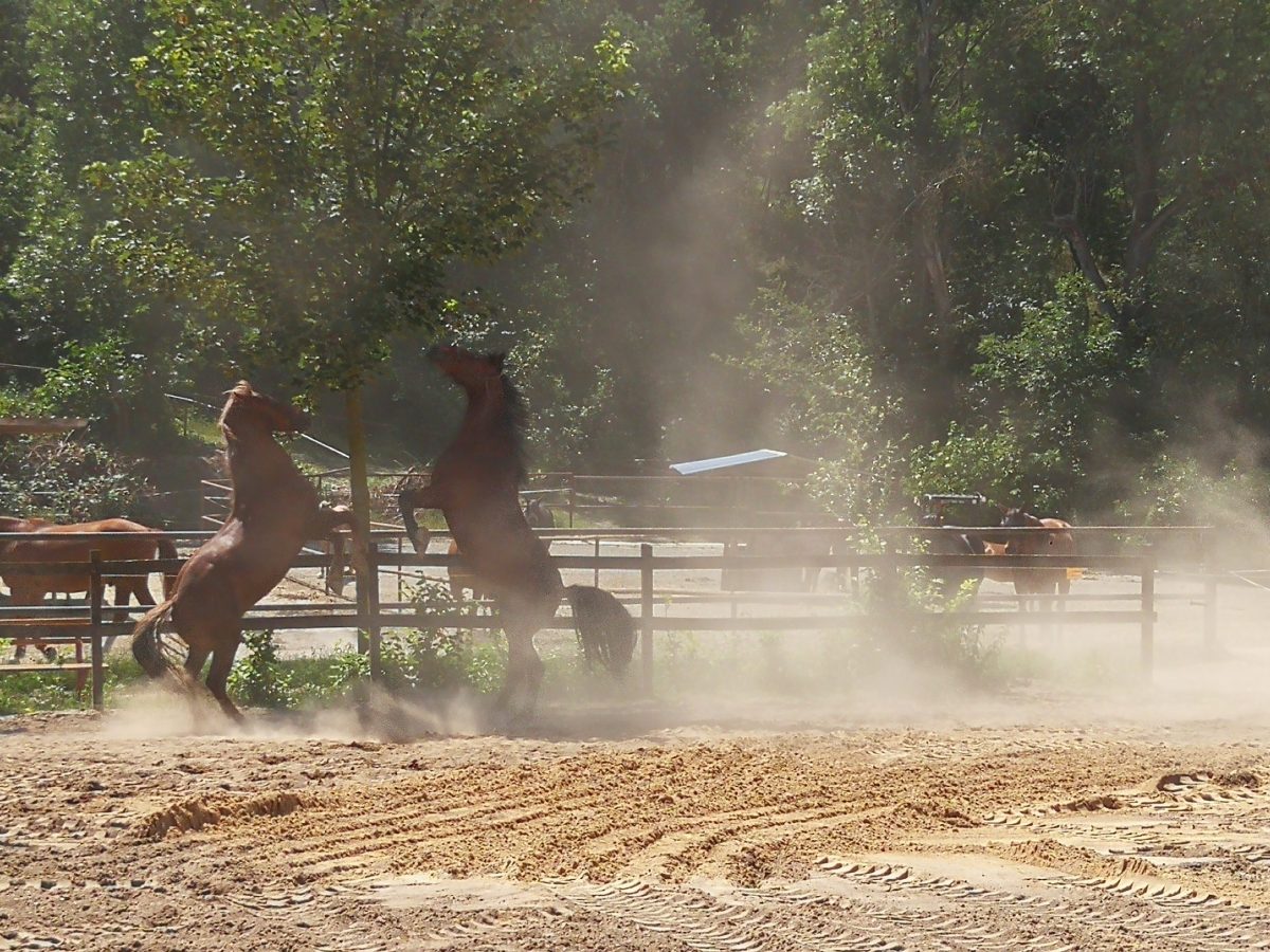 Pferdeverladen Anhänger fahren üben.17.06.2020 bis&nbsp;28.06.2020