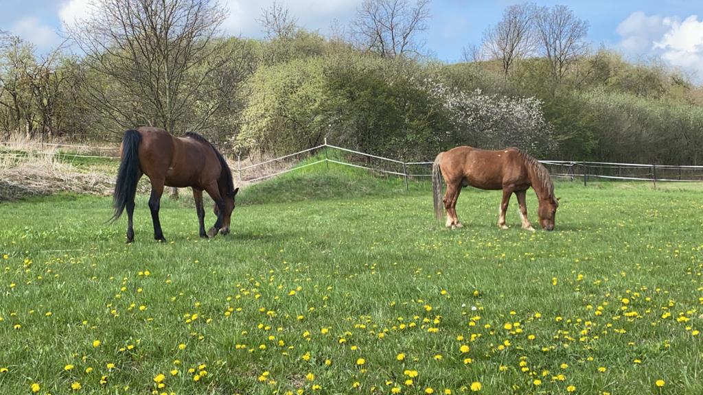 Keks und Krümel 03.05.2021 bis 14.05.2021 Wanderritt im Juni 2021. Pferde am Hochseil für die kurze&nbsp;Rast