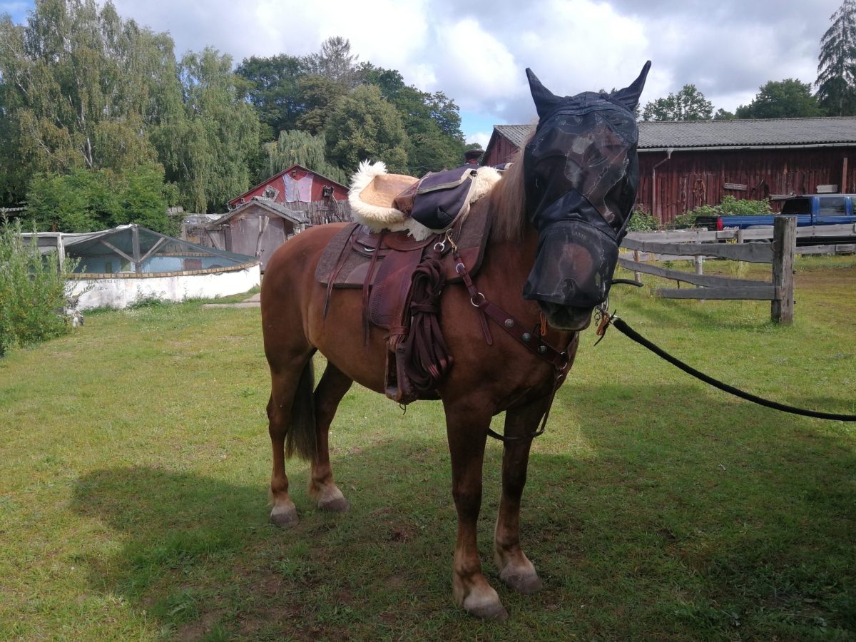 Pferde leben im Freien 1.11.2020 bis&nbsp;15.11.2020