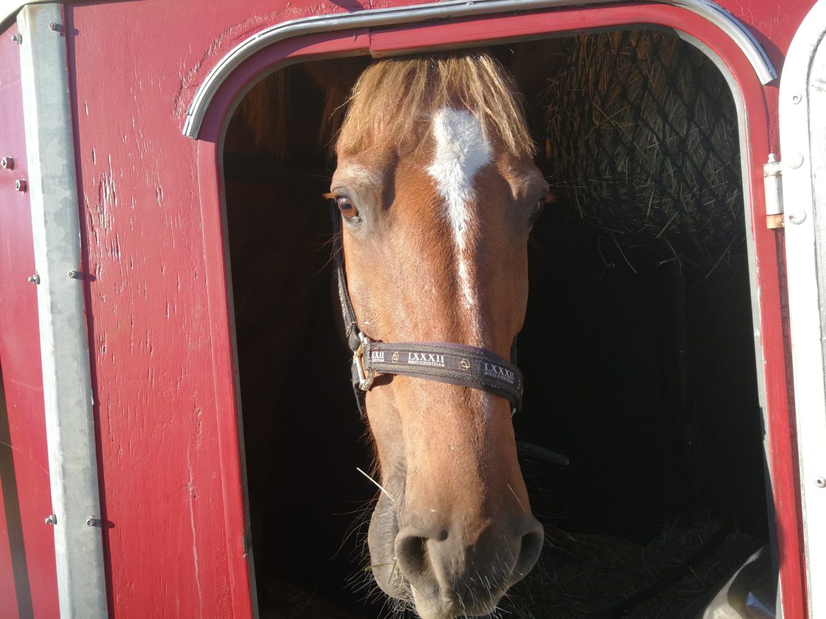 Keks und Krümel auf großer Reise. Auf nach Mecklenburg&nbsp;1.08.2020