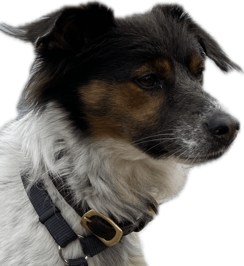 Bowlingual von 2002, was ist&nbsp;das?