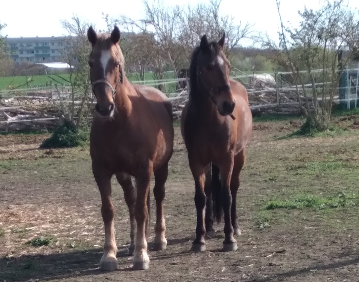 Pferdehof Dr. J. Hensel&nbsp;07.06.2024