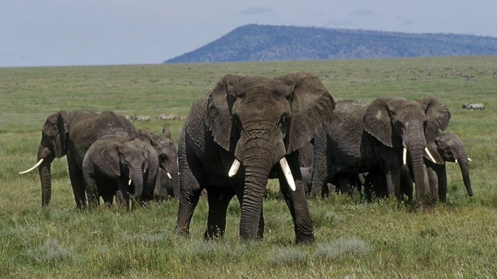 20-tausen Elefanten als Geschenk von Botswana für Deutschland (4.4.2024)