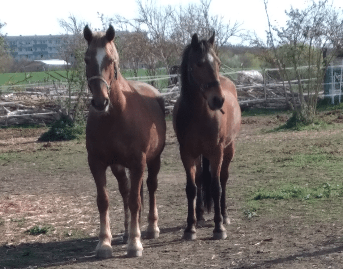 Dummheit sollte heftige Schmerzen verursachen&nbsp;(29.04.2024)