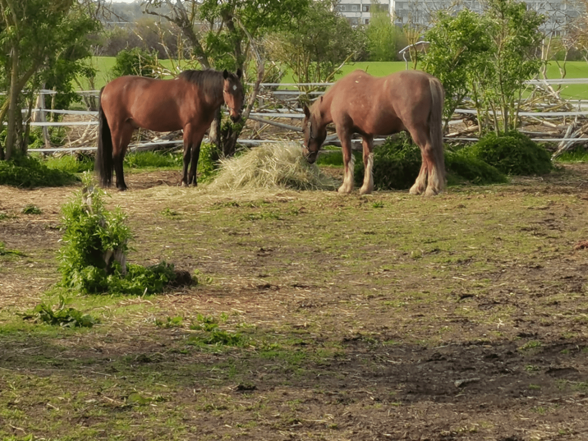 Bestohlen am Hof von Dr. Jürgen Hensel&nbsp;26.07.2024