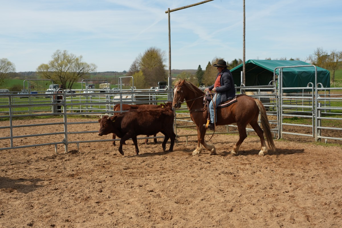 Rindertraining bei Nikolei in Niederorschel am&nbsp;10.04.2026